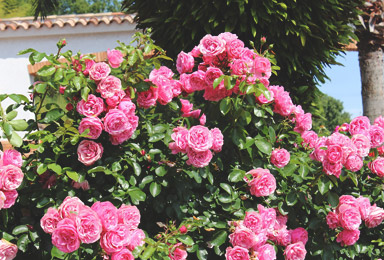 冠山総合公園のバラ