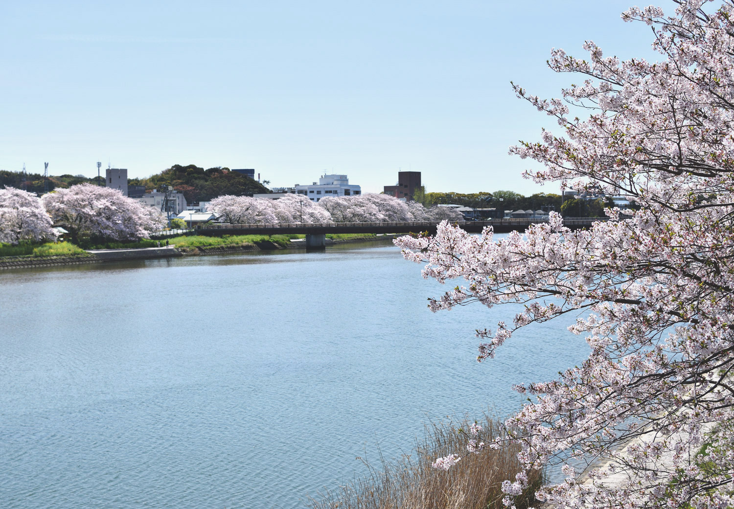 光市 島田川